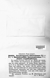Melanconis xanthostroma image